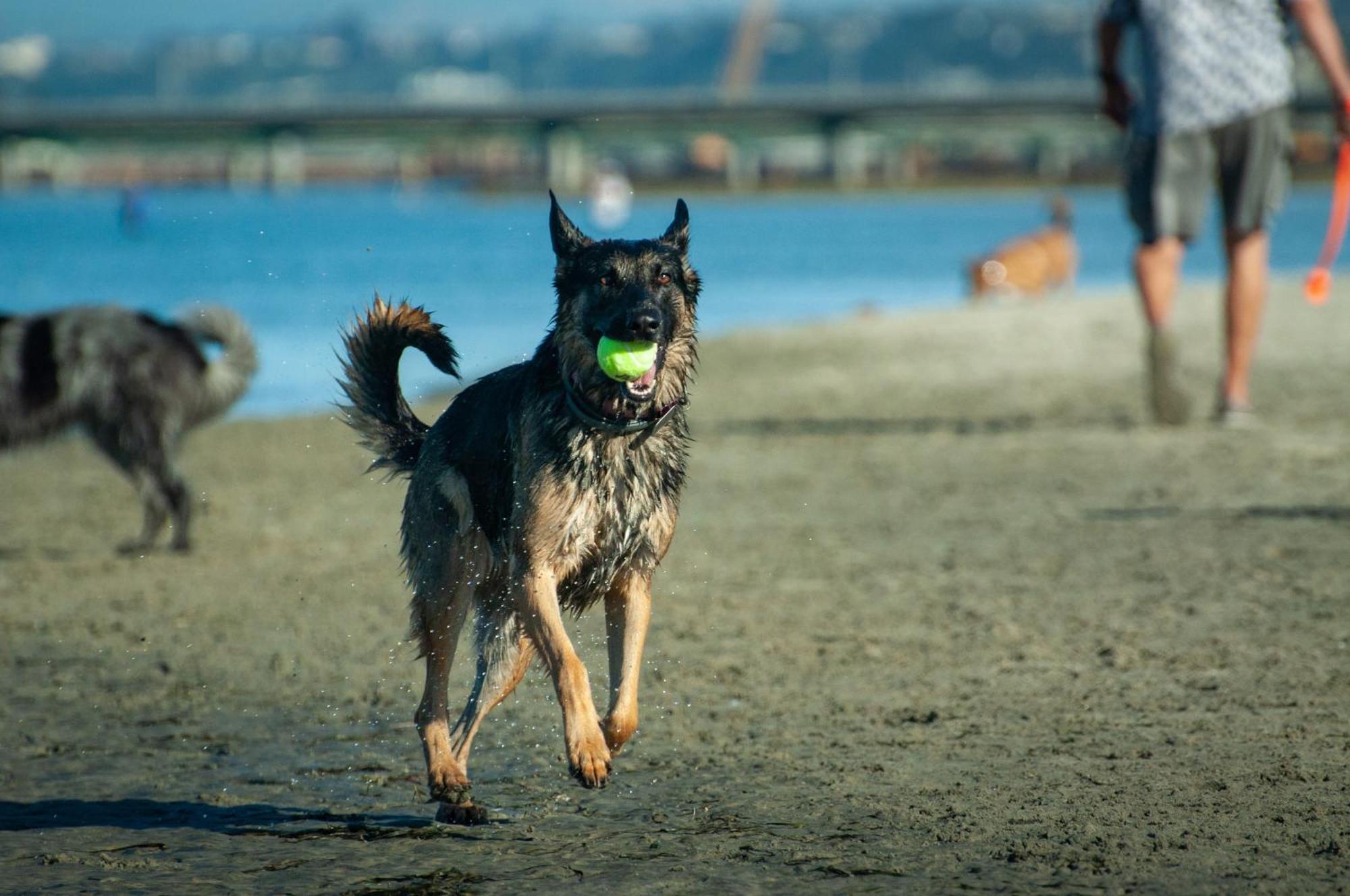 Apartment Pet Friendly Lrg 1bd Dog Waves And Sunshine San Diego
